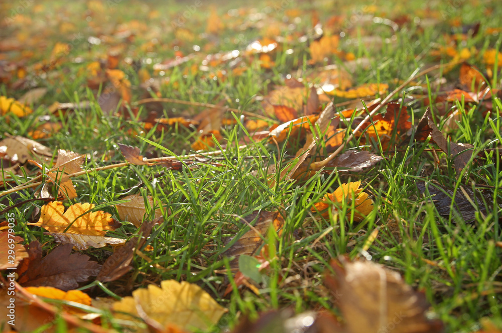 Herbstlaub auf einer grünen Wiese Herbstlaub auf einer grünen Wiese