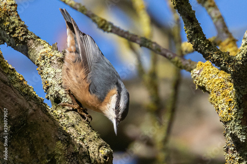 Eurasian nuthatch (sitta europaea) in search of food and walking on a tree