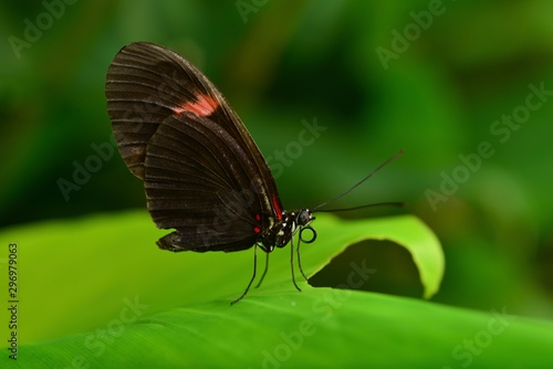 Postman Butterfly, Central America, macro image of an insect.
