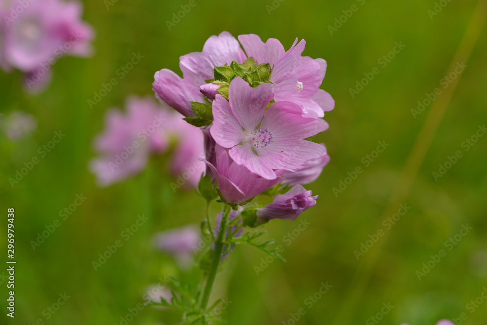 Fototapeta premium Blüten der Wilden Malve 