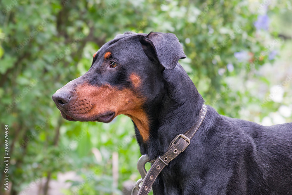 Doberman dog with a collar on a background of green bushes