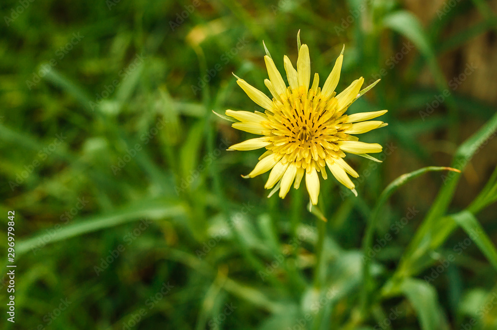 Single Yellow Flower