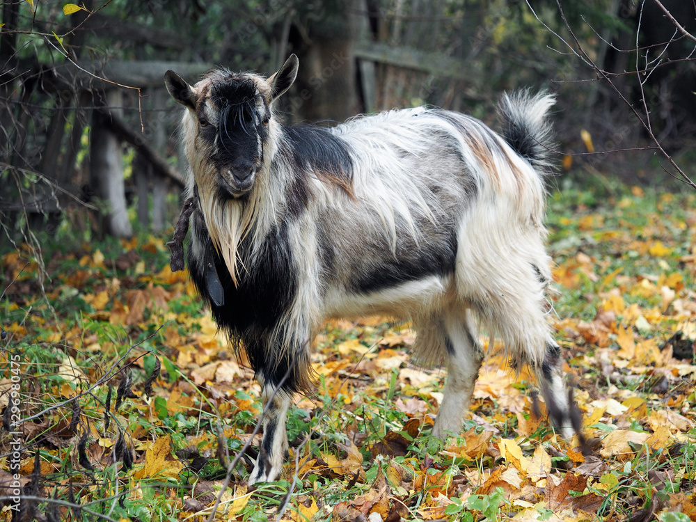 Old goat. Portrait of an animal in the autumn forest Old goat. Portrait of an animal in the autumn forest