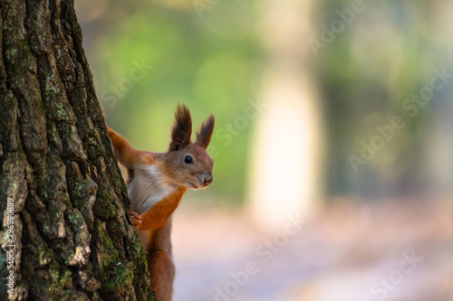 Squirrel on autumn tree nature animal wild life survive  © Serhii