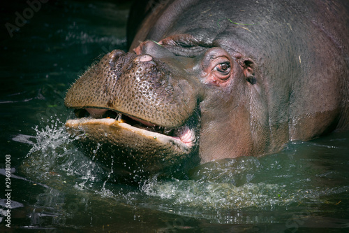 Hypopotamus plays in the zoo © Vera Reva