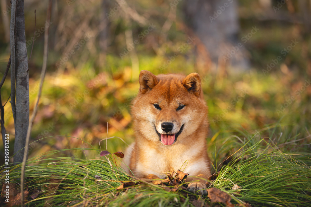 Beautiful and happy shiba inu dog lying on the grass in the forest at golden sunset. Cute Red shiba inu female puppy
