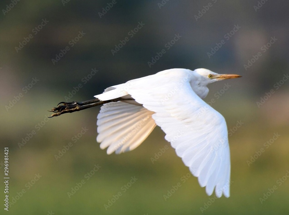 great egret in flight