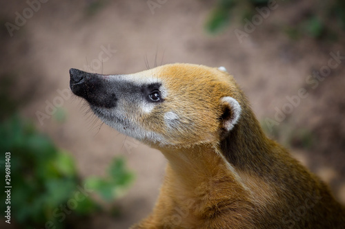  Portrait of Brown-nosed Coati, Nasua nasua at the zoo