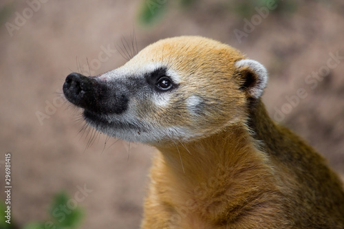 Portrait of Brown-nosed Coati, Nasua nasua at the zoo photo