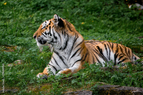 Beautiful tiger at the zoo