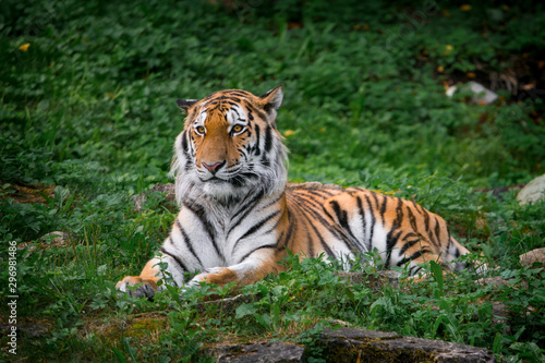 Beautiful tiger at the zoo