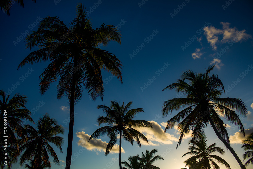 Sunset between beach palms. Fall of the sun between the trees.