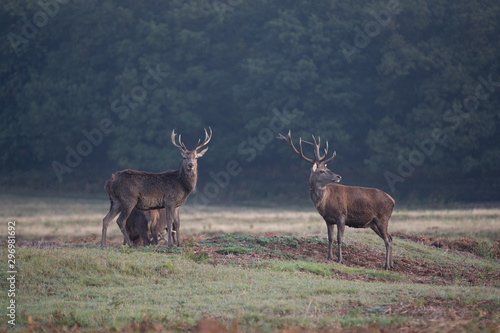 Red Deer Rutting season