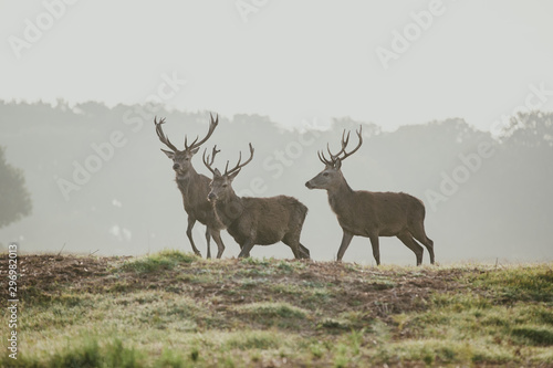 Red Deer Rutting season © MelaniePhotos