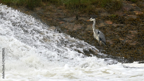 Gray Heron Standing at Jubia River Mill photo