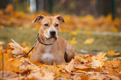Adorable american pit bull terrier plays in autumn in the park © Vera Reva