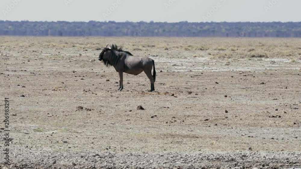 GNU HAVING A BREAK IN ETOSHA NATIONAL PARK, NAMIBIA GNU HAVING A BREAK IN ETOSHA NATIONAL PARK, NAMIBIA