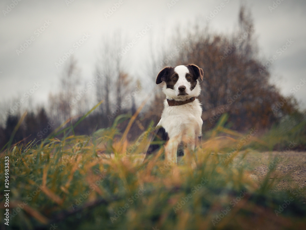 Hunting dog. Portrait of a young puppy