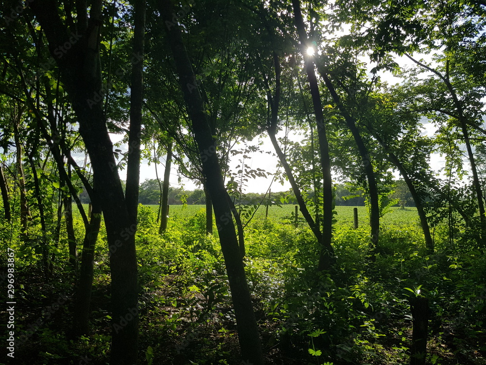 Obraz premium trees in the forest