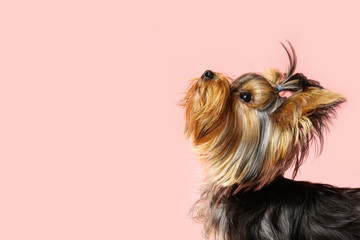 Adorable Yorkshire terrier on pink background, space for text. Cute dog