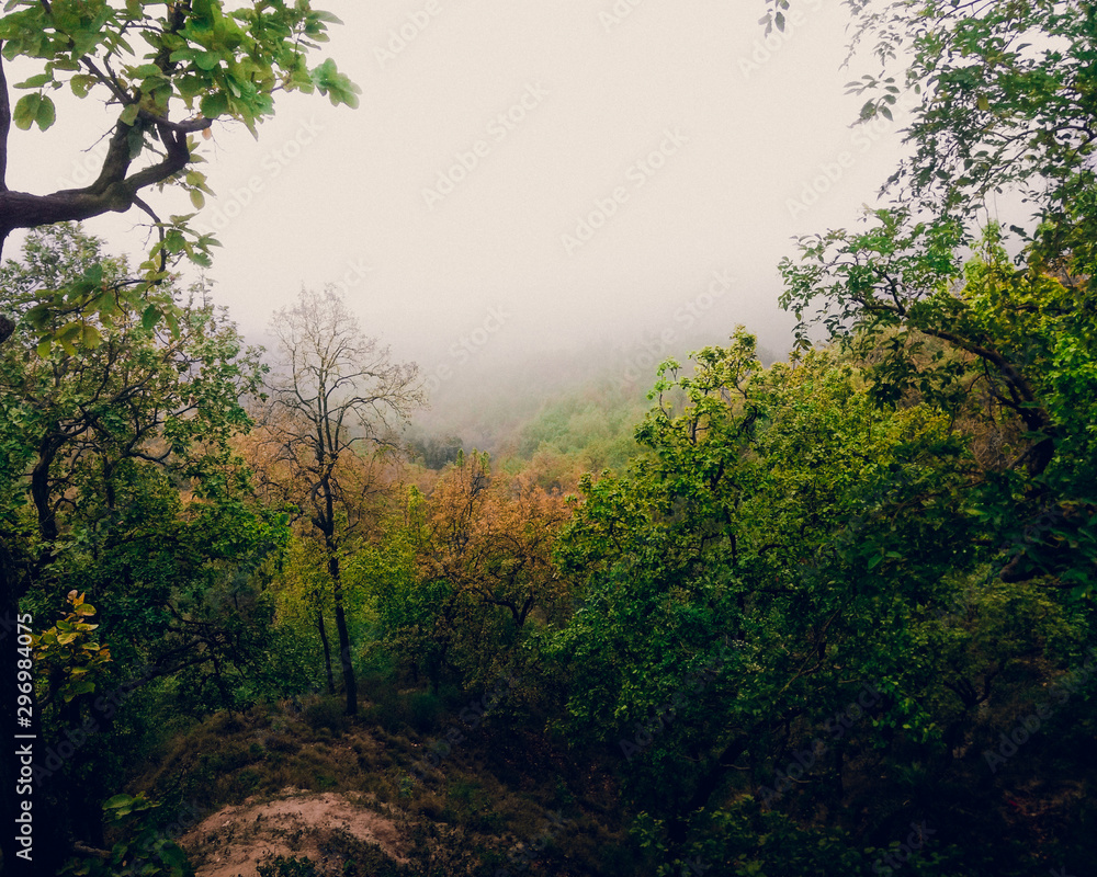 Obraz premium foggy forest