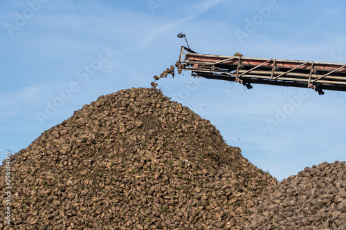 Crane conveyor of combine harvester unloading sugar beet. Agricultural equipment