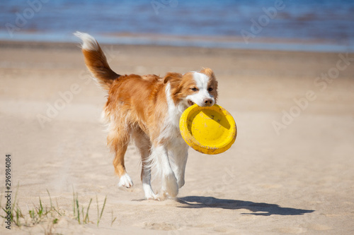 Border Collie plays in the beach