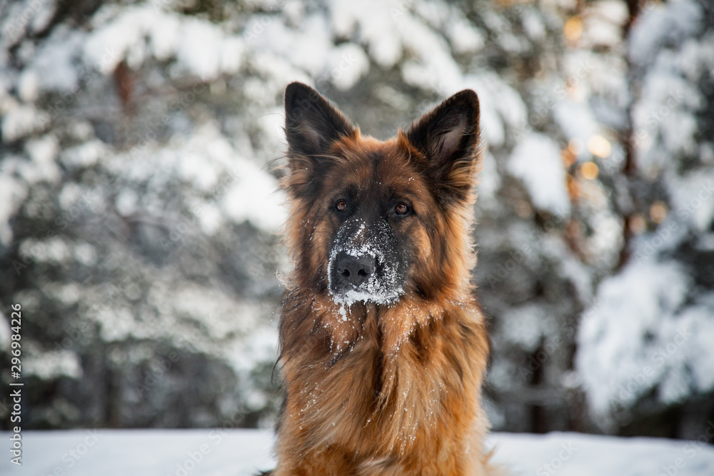 German shepherd walks in the winter in the forest German shepherd walks in the winter in the forest