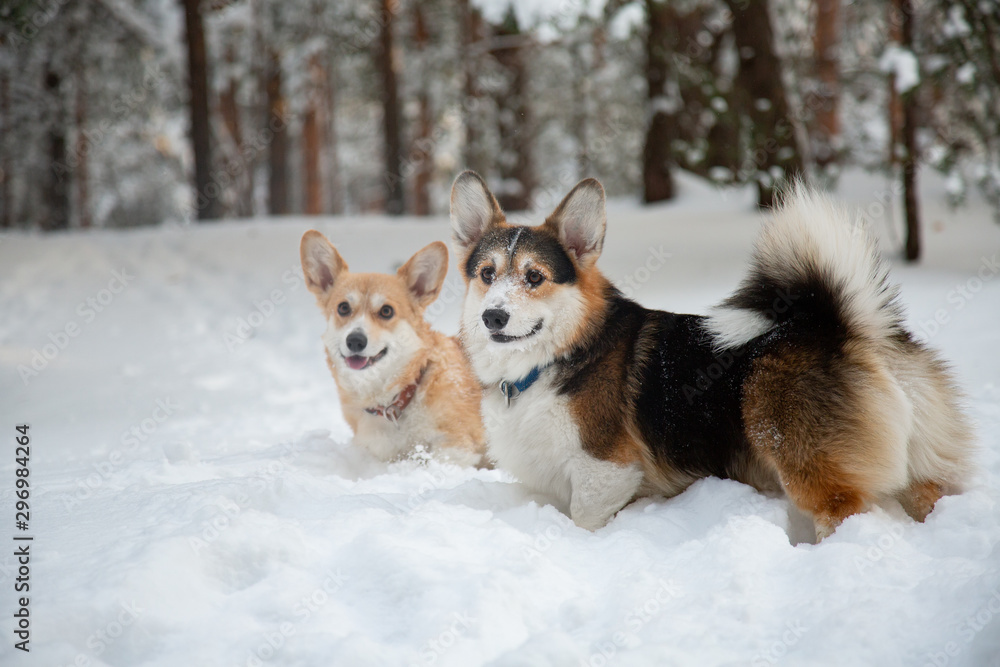 Couple Welsh Corgi pembroke walking in the forest in winter Couple Welsh Corgi pembroke walking in the forest in winter