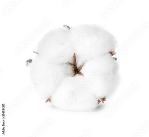 Beautiful fluffy cotton flower on white background photo