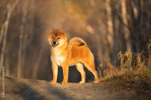 Cute and happy shiba inu dog standing in the forest at golden sunset. Adorable Red shiba inu female puppy in fall © Anastasiia