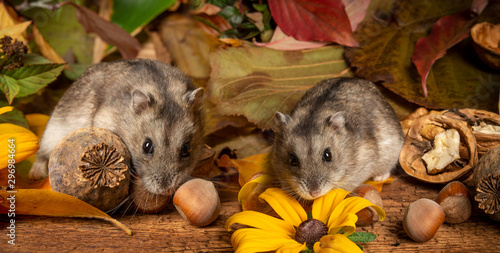 little pet hamster - Phodopus sungorus - close up photo