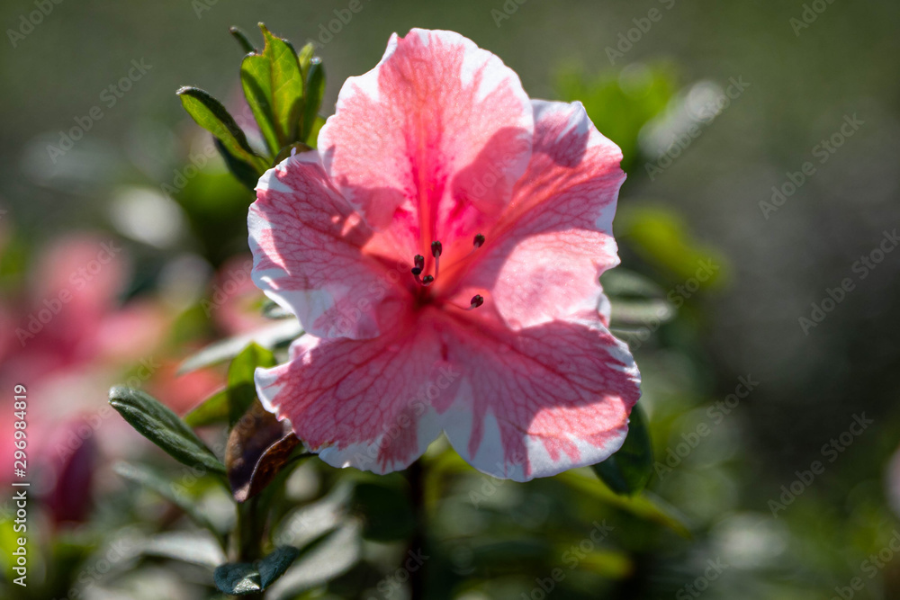Blooms Blooms