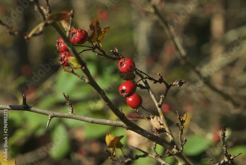 red autumn berries on dry twigs on blurry background