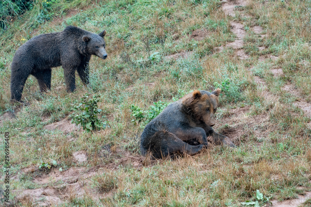 Fototapeta premium bears in a spanish zoo