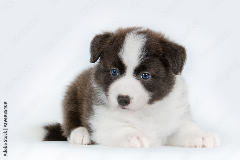 Adorable border collie puppy poses on white background Adorable border collie puppy poses on white background