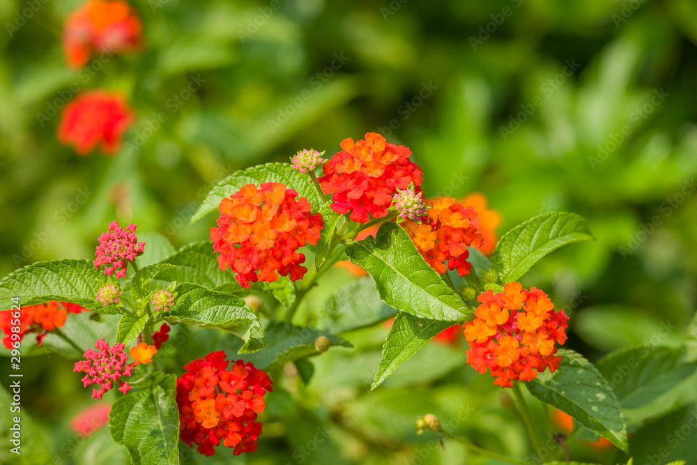 Blooming Lantana Camara Flowers in the Garden Blooming Lantana Camara Flowers in the Garden