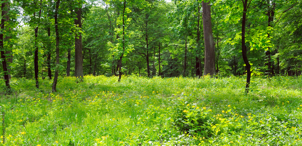 Summer park, meadow and blue sky. Wide photo. Summer park, meadow and blue sky. Wide photo.