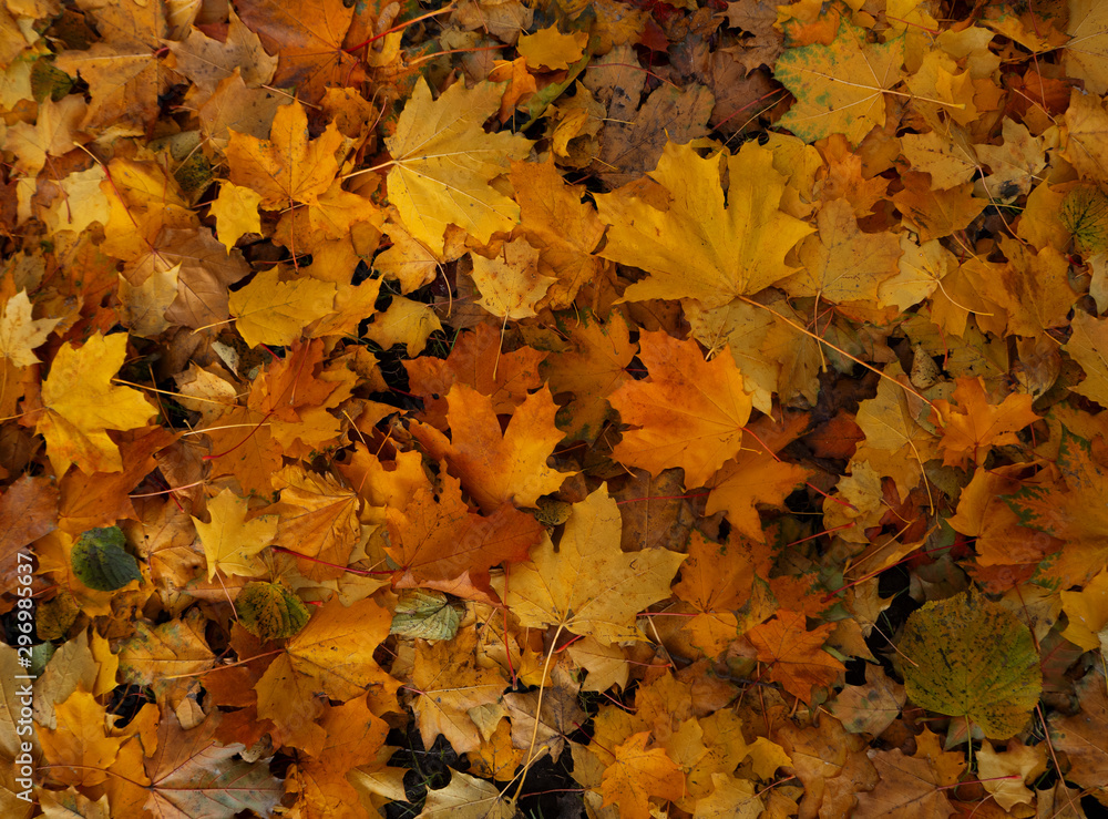 Natural autumn background of red, orange and yellow fall leaves on the ground top view, change of seasons. Natural autumn background of red, orange and yellow fall leaves on the ground top view, change of seasons.