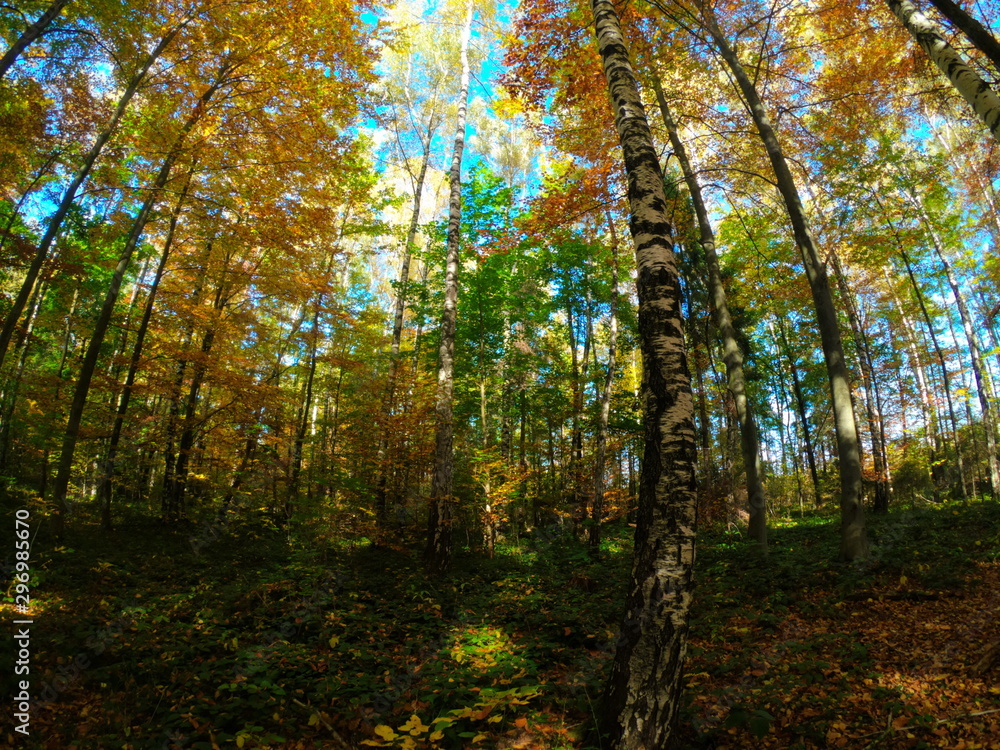 Autumnal Park. Autumn Trees and Leaves in sun light. Autumn scene Autumnal Park. Autumn Trees and Leaves in sun light. Autumn scene