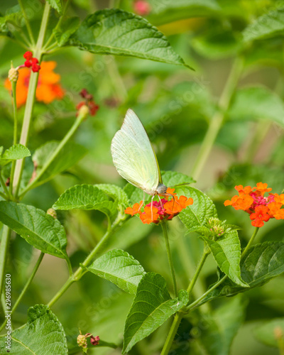 Butterfly on the Lantana camara Flowers in the Garden
