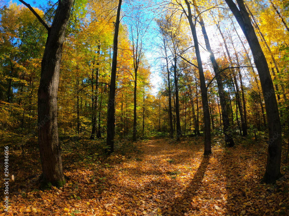Autumnal Park. Autumn Trees and Leaves in sun light. Autumn scene Autumnal Park. Autumn Trees and Leaves in sun light. Autumn scene