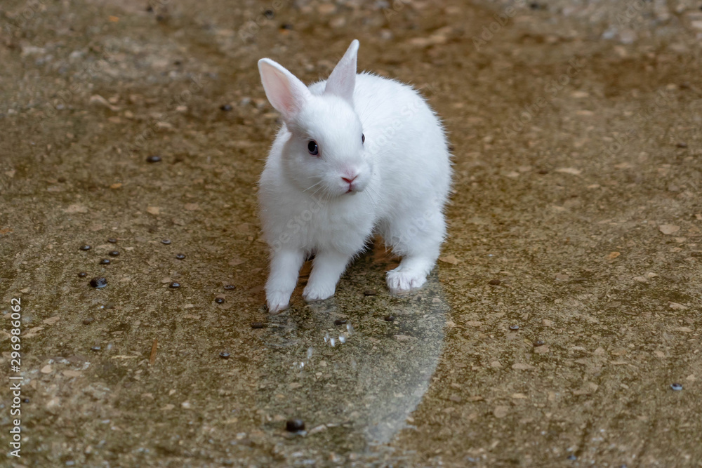 little white rabbit looking for the camera