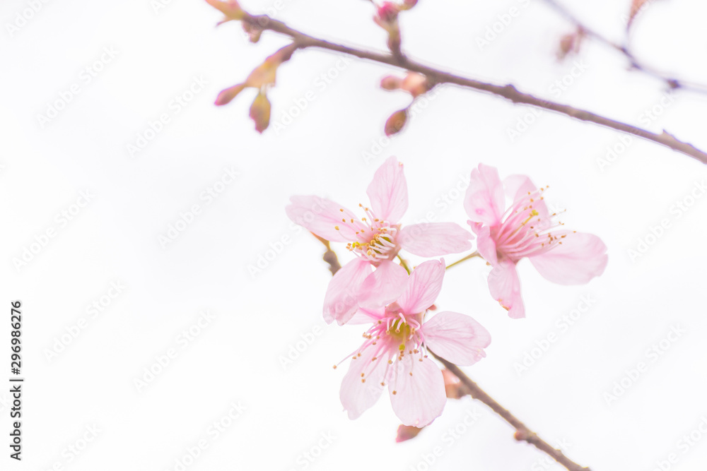 Pink blossoms on the branch on white background during spring blooming Branch with pink sakura blossoms isolated. Blooming cherry tree branches isolated on white background. Himalayan blossom