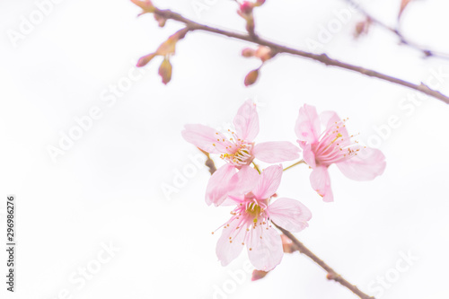 Pink blossoms on the branch on white background during spring blooming Branch with pink sakura blossoms isolated. Blooming cherry tree branches isolated on white background. Himalayan blossom © Hathaichanok
