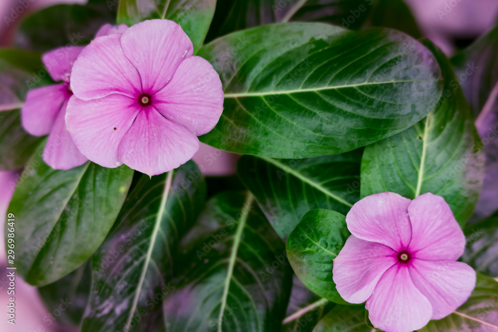 Fototapeta premium Maravillas moradas