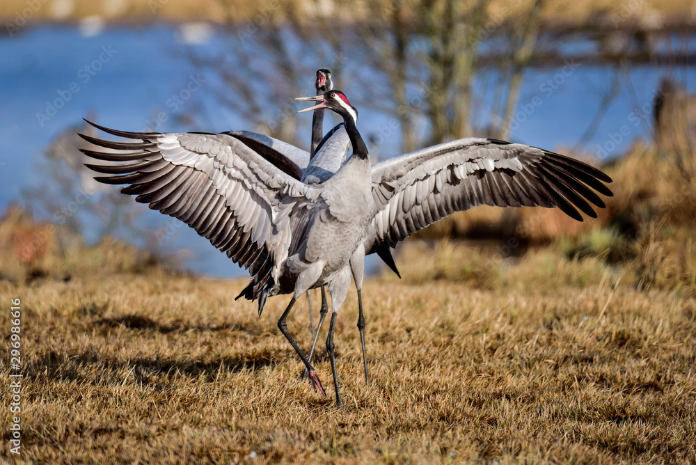Fototapeta premium Cranes are having springtime bonding session.