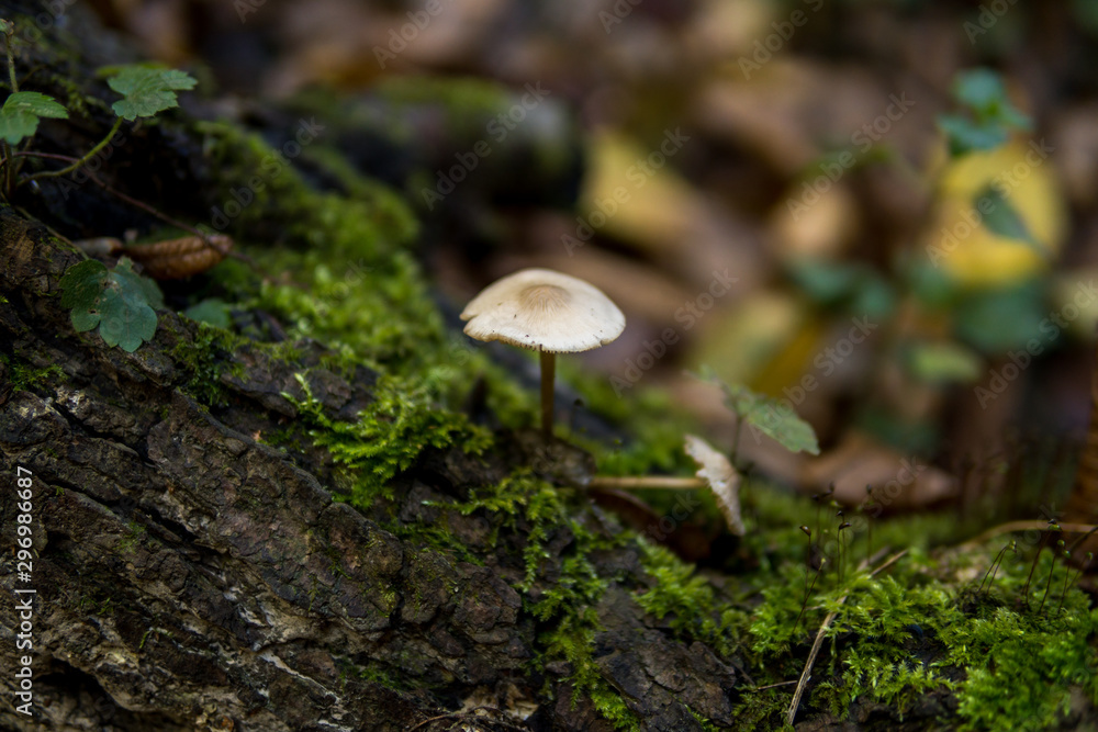 mushroom growing on a tree covered with green moss mushroom growing on a tree covered with green moss