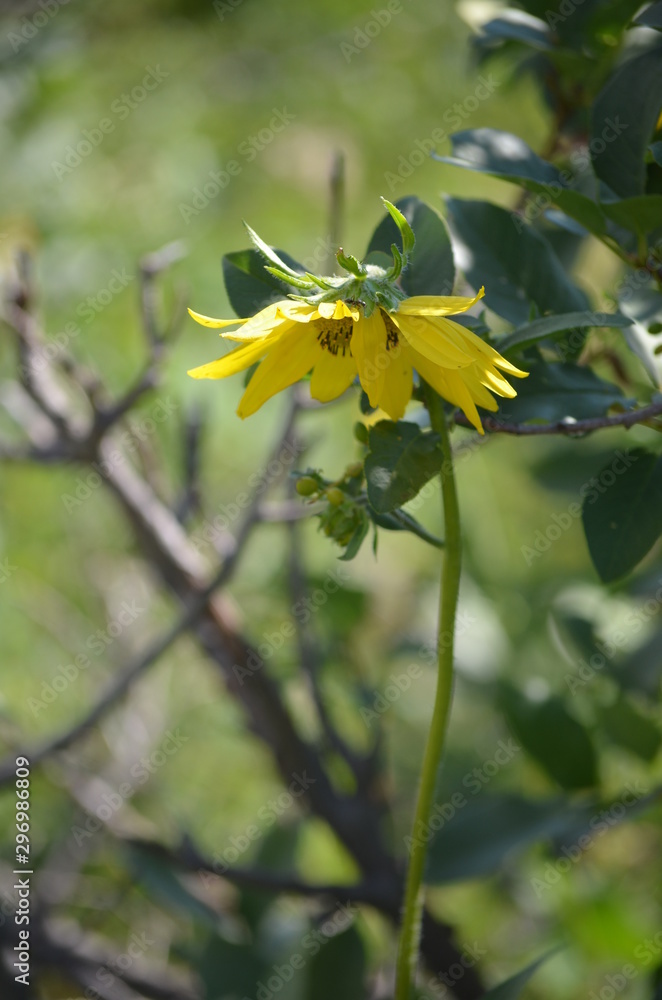Fototapeta premium yellow wild sunflower