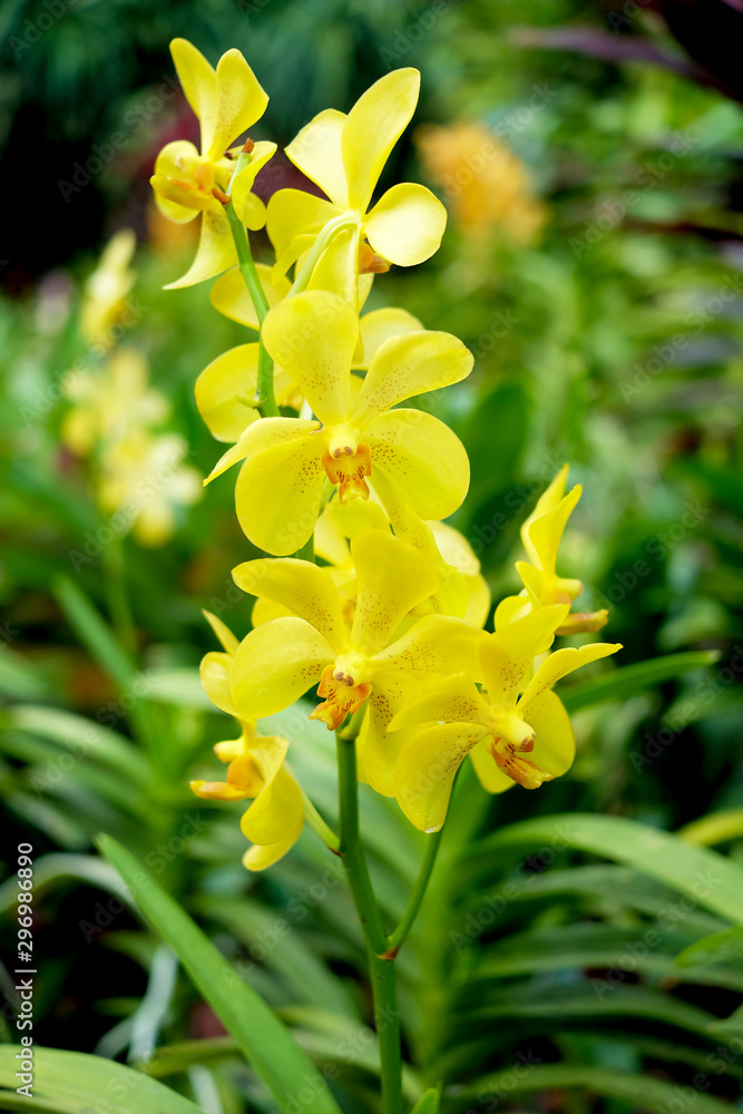 Fototapeta premium Close up orchid flowers bouquet with green leaves